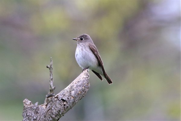 솔딱새